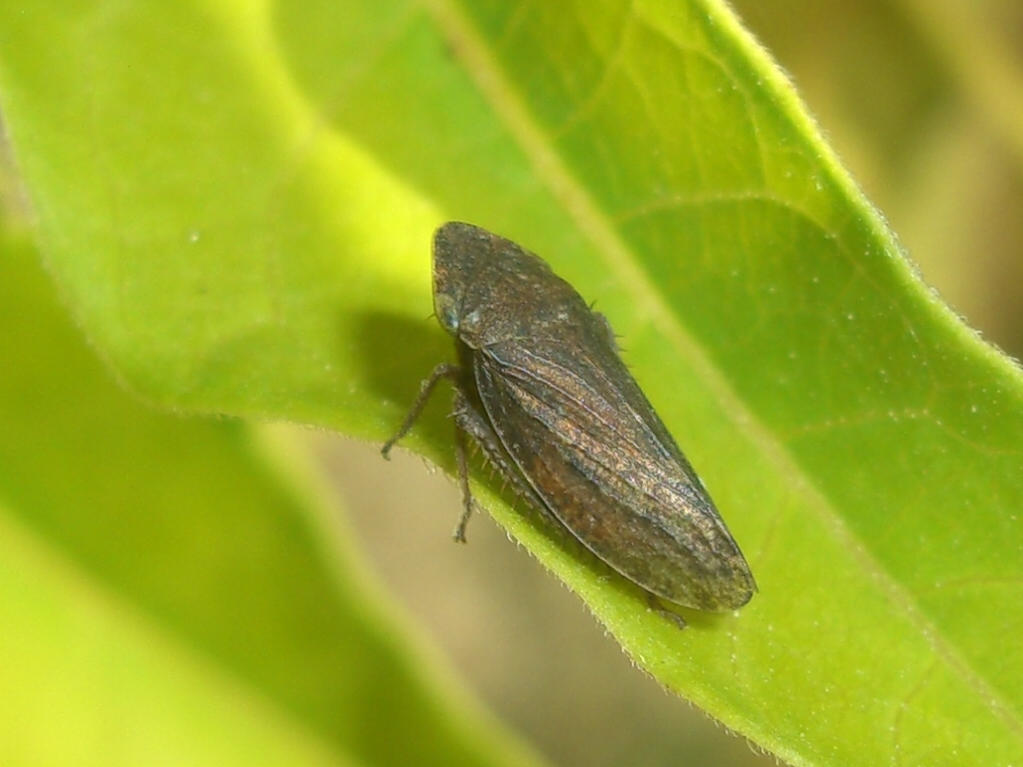 Cicadellidae - Aphrodes sp